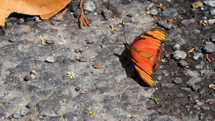 Beautiful orange butterfly on the ground street in Para Heredia Costa Rica in Central America.