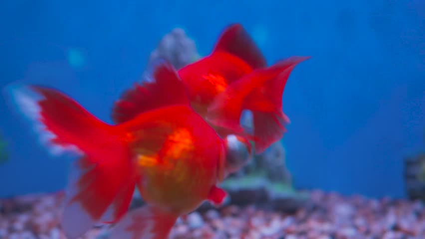 Real footage of colorful goldfish swimming in the ocean