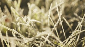 Close up of frosty grass in amazing ray sunrise at fall morning. Winter coming. Beautiful grass in hoarfrost in autumn. Nature concept - Powered by Shutterstock - Get 15% off with code: PIKWIZARD15