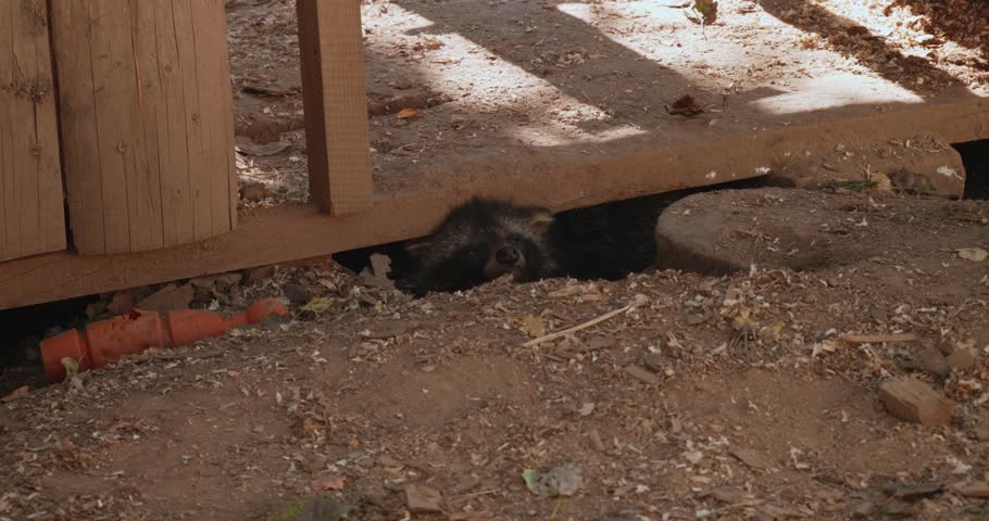 A raccoon dog tries to hide under the porch of a wooden structure. The raccoon dog looks around, unsure if it is safe to come out. A cute raccoon dog looks around warily from its hiding place.