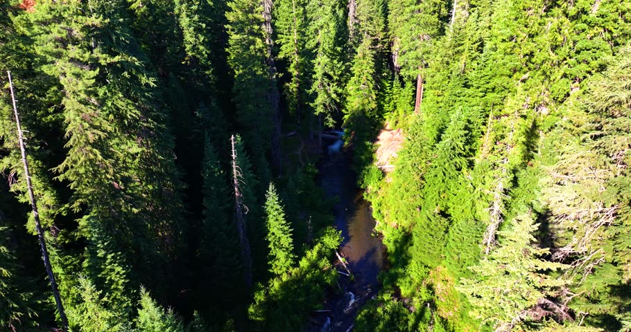 River in Oregon Woods Aerial Drone