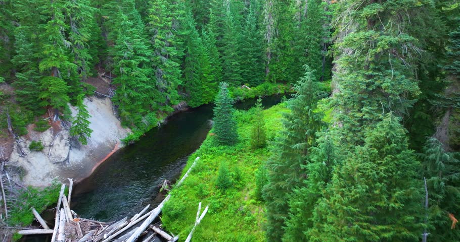 Aerial View Oregon Wild River and Towering Trees