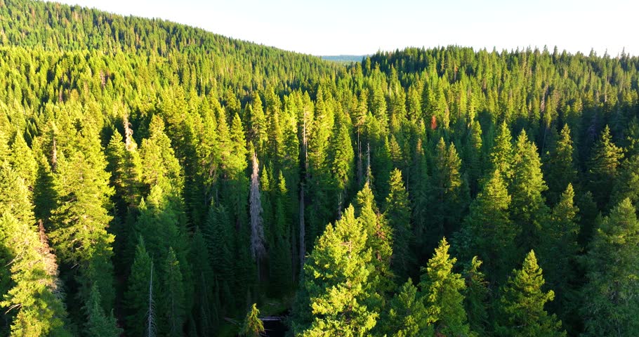 Forest Canopy Crater Lake National Park Aerial View
