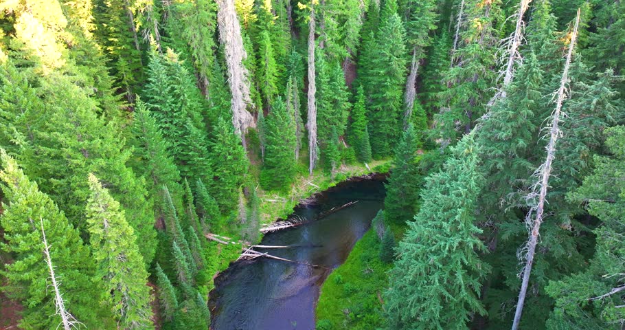 Oregon Evergreen Forest and Wilderness Stream Aerial View