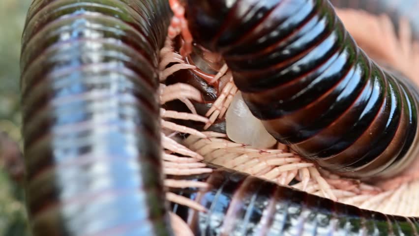 Closeup of a pair of African giant millipedes, Archispirostreptus gigas, mating, showing the coxal bladder.