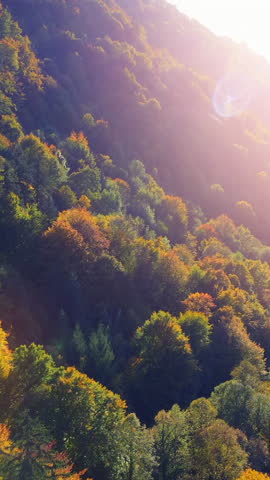 Shutterstock Video