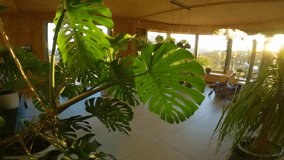 CLOSE UP, LENS FLARE: Big monstera plant in the beautiful green living room is illuminated by the golden sunbeams. Sunset shines through the large sitting room window full of lush green exotic plants. - Powered by Shutterstock - Get 15% off with code: PIKWIZARD15