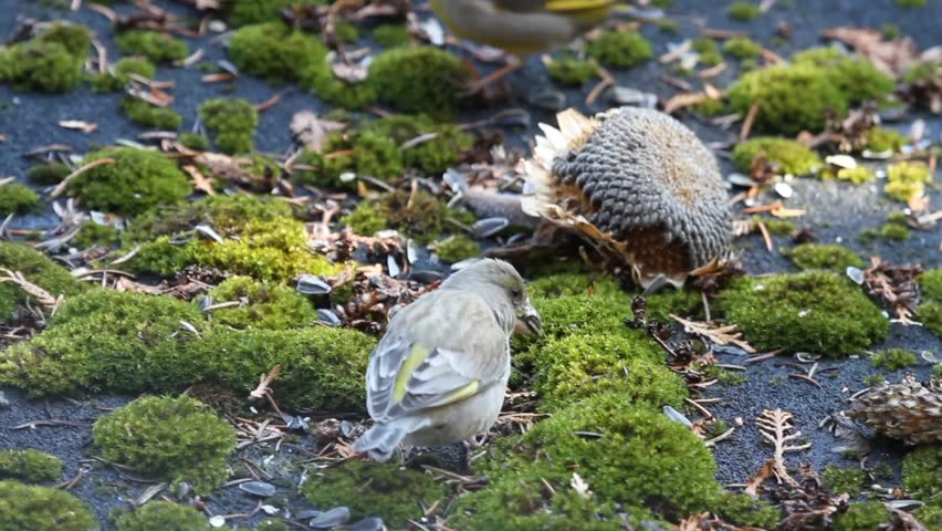 European greenfinch (Chloris chloris) takes sunflower seeds out