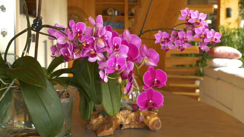 CLOSE UP, DOF: Detailed closeup shot of a blossoming purple orchid with a blurry background of the neatly decorated living room. Beautiful pink orchid flower blossoms in the warm and cozy sitting room
