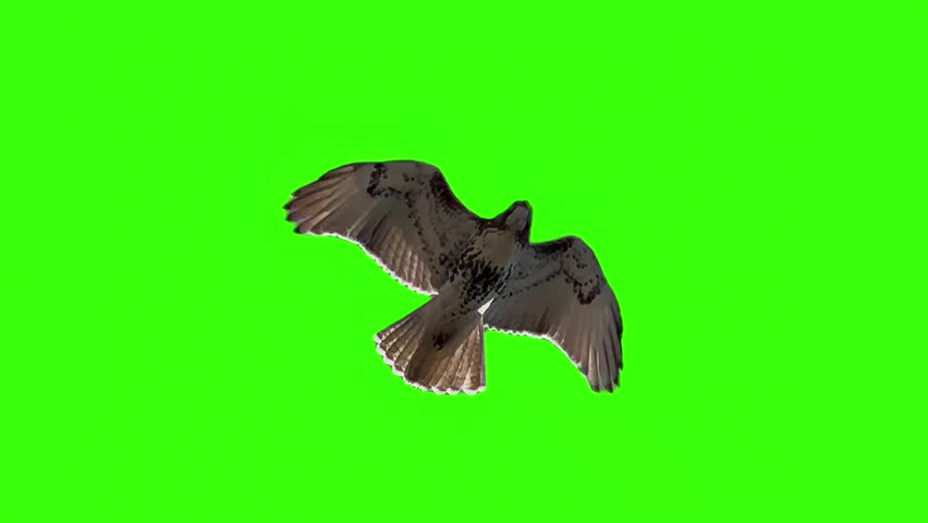 This video showcases a bird soaring gracefully through the sky against a bright green screen background. Perfect for use in various projects requiring wildlife imagery.  	