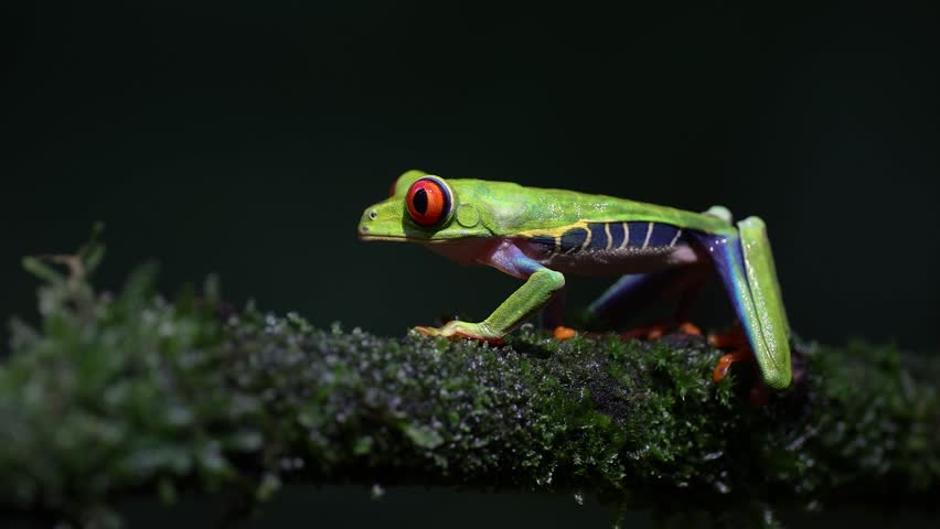 A red-eyed tree frog in the rainforest of Costa Rica