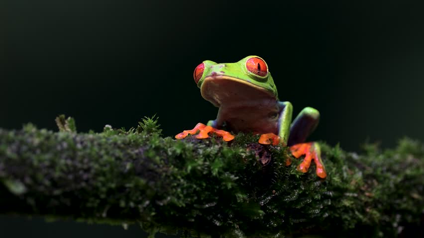 A red-eyed tree frog in the rainforest of Costa Rica