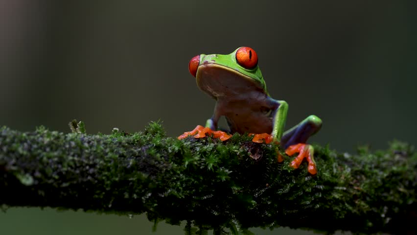 A red-eyed tree frog in the rainforest of Costa Rica