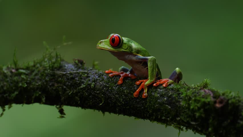 A red-eyed tree frog in the rainforest of Costa Rica
