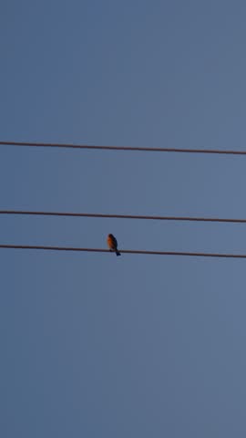bird on a electric wire power line with another bird flying by vertical video
