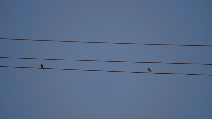 2 birds on a electric wire power line with another bird flying by