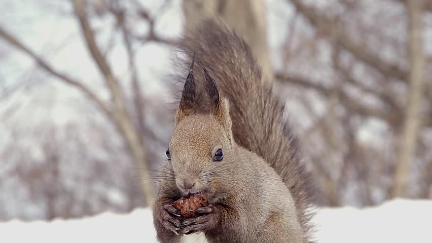 Hokkaido Squirrel eating walnut