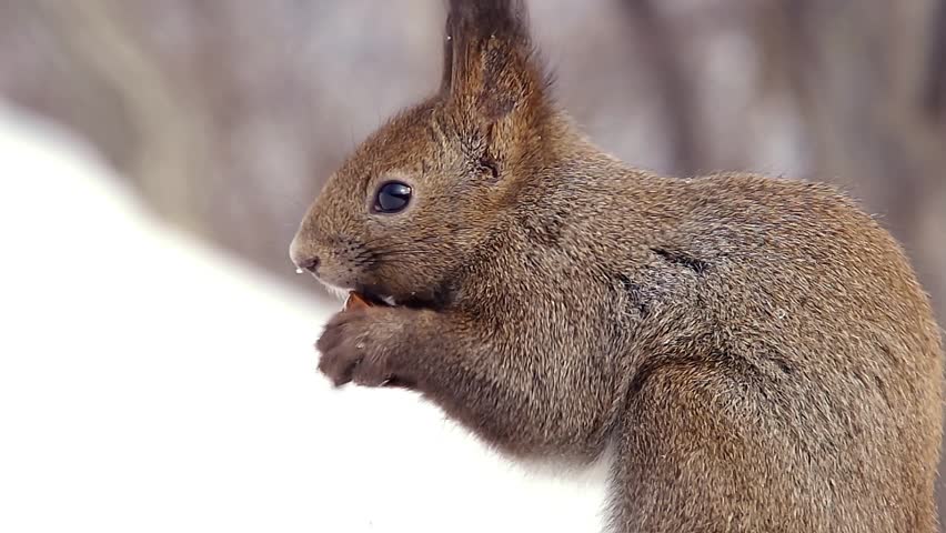 Hokkaido Squirrel eating walnut