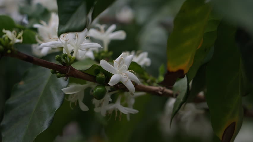 Green Coffee Fruits on a Branch