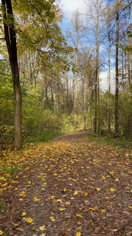 road in autumn park strewn with leaves