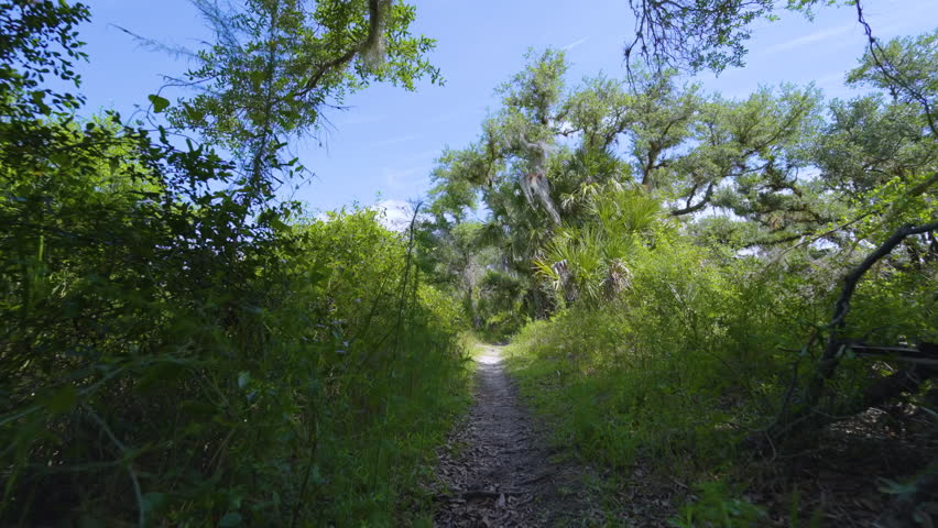 Trail footpath in tropical jungles with green palm trees and wild vegetation in southern Florida. Exploring of dense rainforest ecosystem