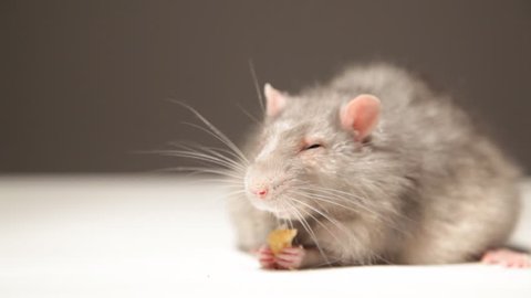 Mouse, eats bread