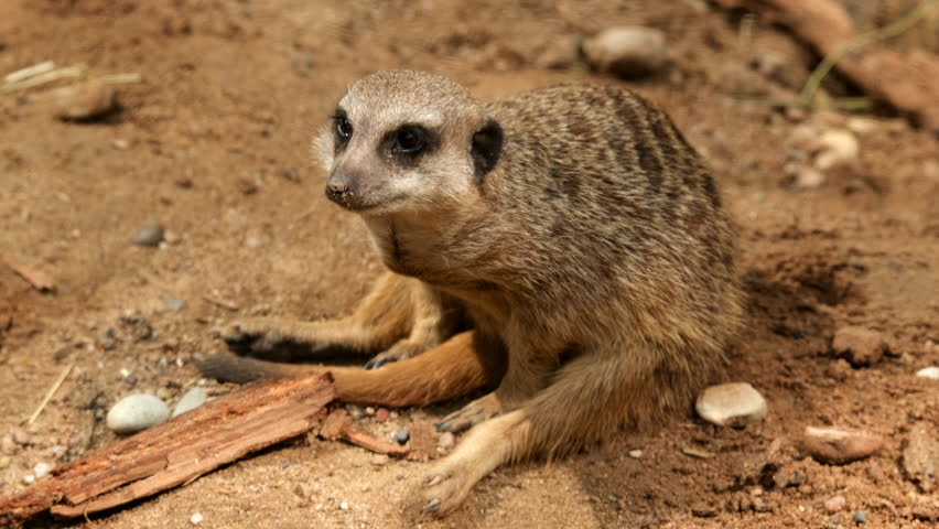 A small meerkat with a long snout is sitting on the ground.