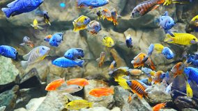colorful Cichlid fish actively swim in aquarium - Powered by Shutterstock - Get 15% off with code: PIKWIZARD15