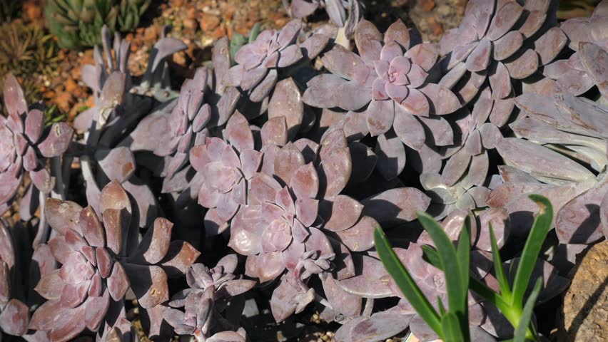 Purple succulents in garden, beauty of desert plants, unique and resilient nature. Purple succulent beauty