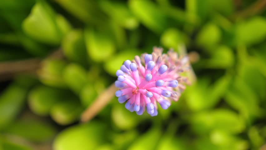 Vibrant pink purple flower Aechmea bud lush green background. Nature and Botany.