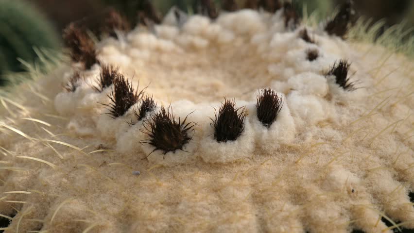 Close-up of cactus crown with sharp spines, desert flora, natural textures. Cactus spines close-up
