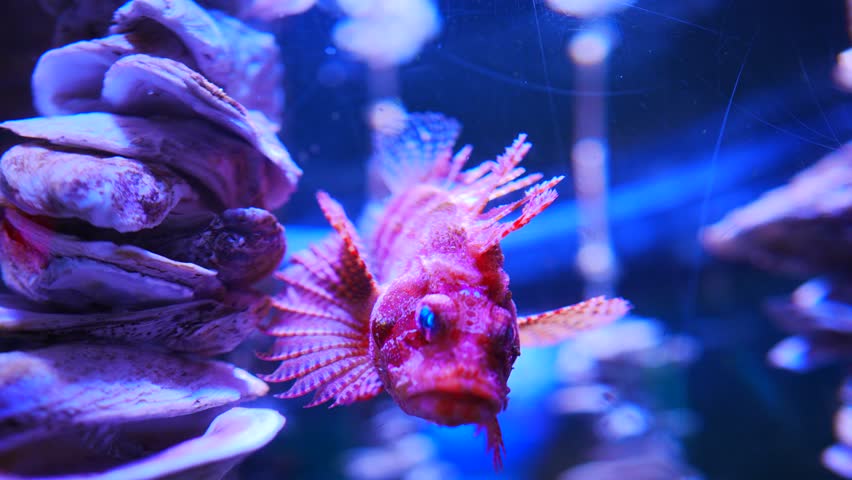 Pterois is a genus of venomous marine fish, commonly known as lionfish.