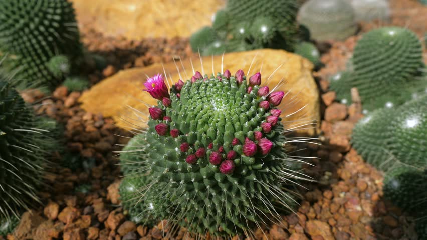Flowering cactus in desert garden, resilience of nature, arid landscape beauty. Resilient desert cactus