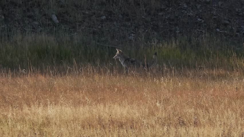 wild coyote (Canis latrans), also known as the American jackal, prairie wolf, or brush wolf hunting for prey amongst tall autumn grasses, Wyoming USA