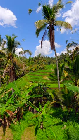 Cinematic FPV flight over beautiful green rice terraces in Bali, Indonesia