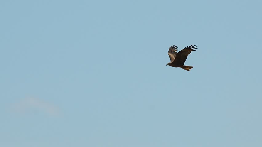 A slow motion footage of a black kite (Milvus migrans) flying high in the clear blue sky on a sunny day