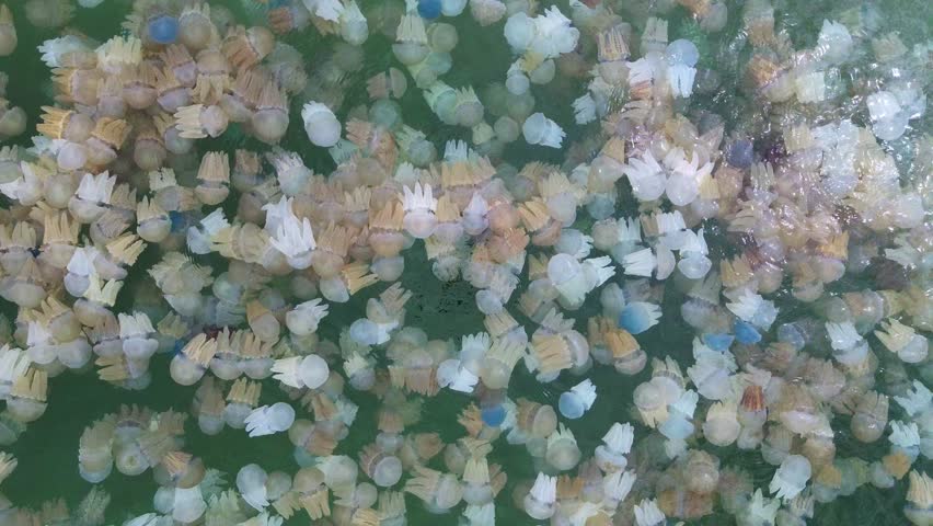 Many colorful jellyfish live in the sea.The sea water is clean and bright green.