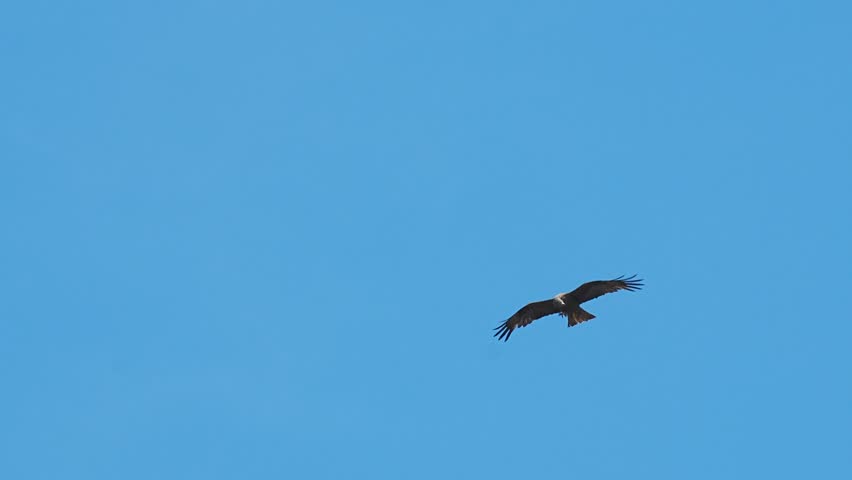 A low angle slow motion footage of a pair black kites (Milvus migrans) flying high in the clear blue sky on a sunny day