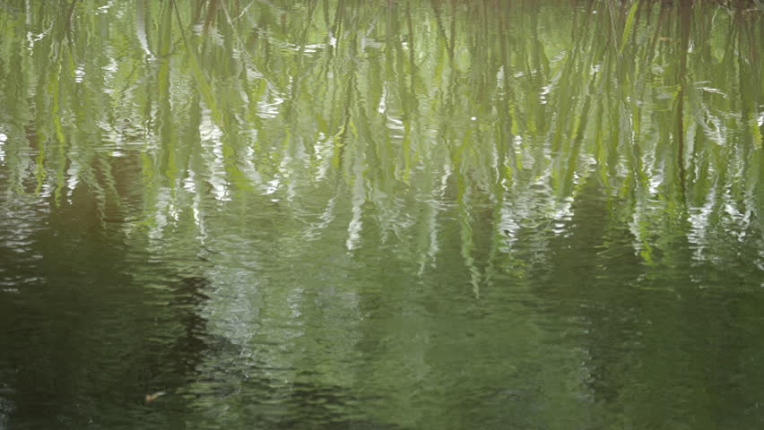 Abstract water reflection of willow branches.
Video footage of willow tree branches reflecting on calm water surface. 