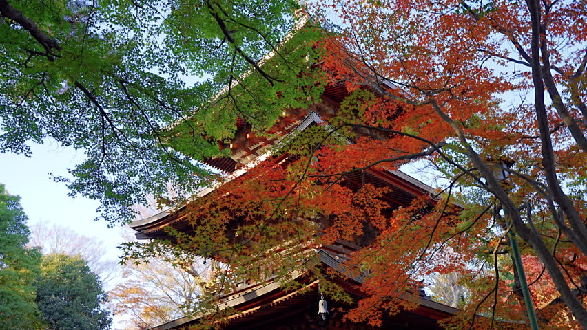 Autumn leaves and Three-storied pagoda of Gotokuji temple Tokyo 