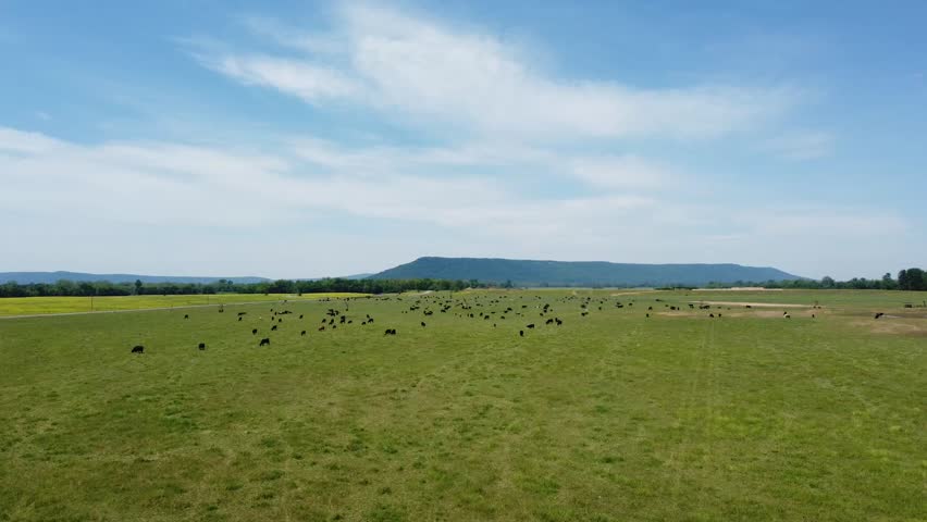 An aerial footage of a herd of cattle grazing in a grassy field on a sunny day with Petit Jean Mountain in the background in Central Arkansas, USA