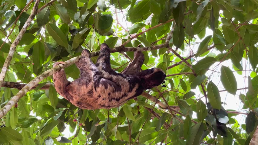 A low angle footage of a sloth moving on a green-leaf tree branch on a sunny day in the Amazon rainforest near Manaus city, Amazonas, Brazil