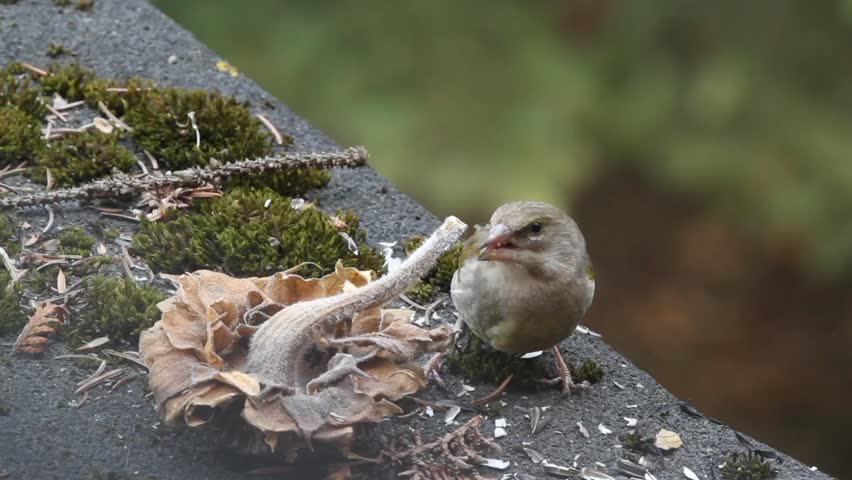European greenfinch (Chloris chloris) takes sunflower seeds out