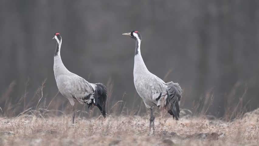 Common crane bird ( Grus grus )
