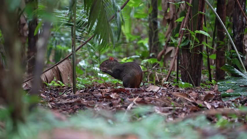 An agouti standing on the ground of the Amazon rain-forest eating nuts during daytime in the Amazonas state, Brazil