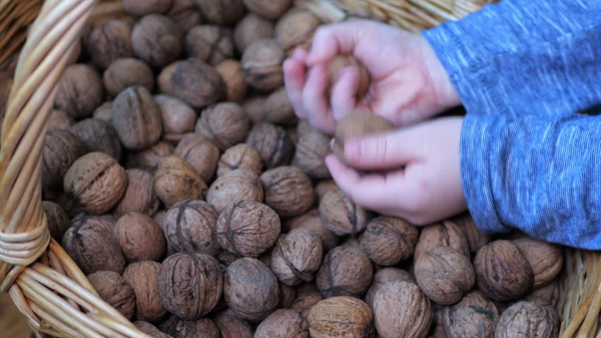 walnuts in a basket Wicker Basket Filled With Walnuts Video