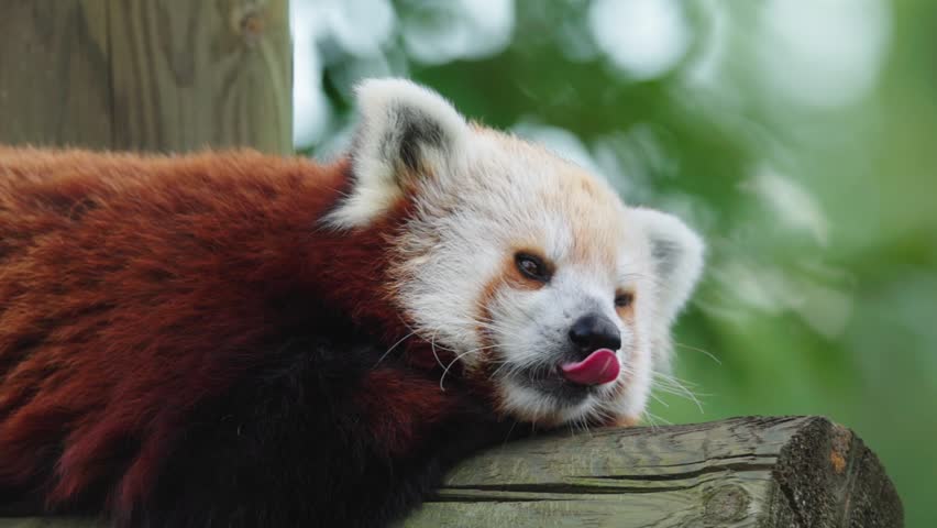 A closeup slow-motion of a red panda tired, sitting on a tree stump and licks its own paws