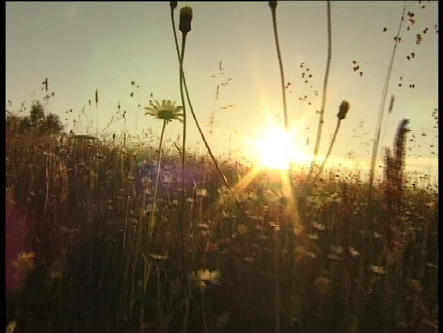 Walking in grass