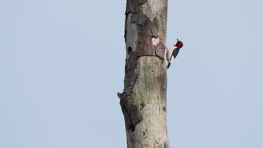 A red-headed woodpecker bird, hanging on a big tree trunk pecking, against clear blue sky on a sunny day