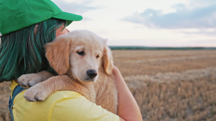 Sweet Golden Retriever Puppy With Its Owner Woman Walking On Hands. Happy Dog  - Powered by Shutterstock - Get 15% off with code: PIKWIZARD15